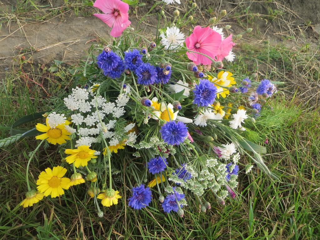 Boerderijcamping Plantlust Veere Phòng bức ảnh